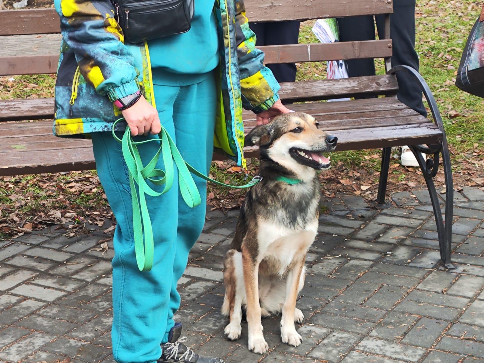 Фото «Всё живое хочет жить!»: сотни новосибирцев вышли на митинг против закона об умерщвлении бездомных собак. Фоторепортаж 10